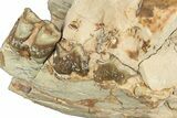 Bargain, Fossil Oreodont (Merycoidodon) Jaw - South Dakota #249294-2